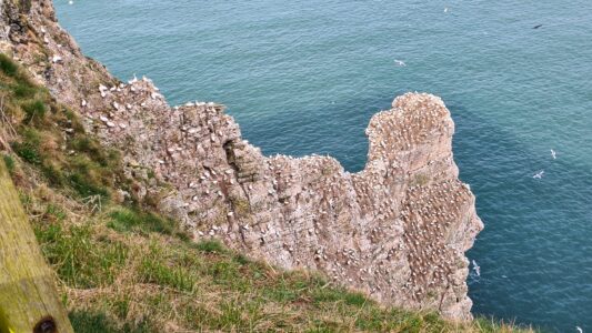 RSPB Bempton Cliffs 19